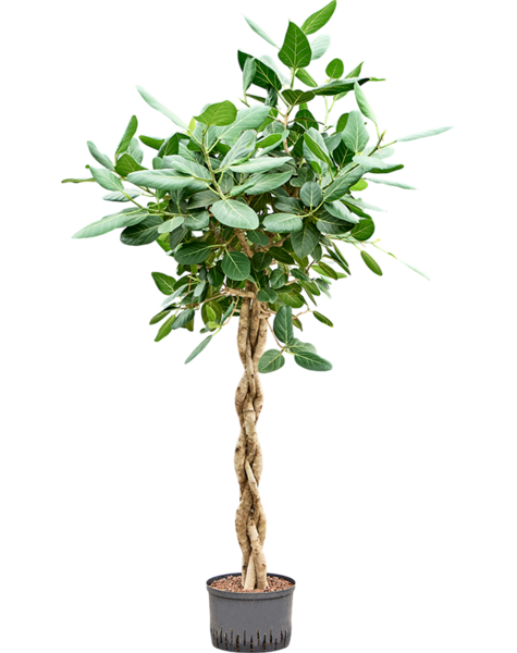 Hydroplant Ficus