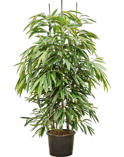 Hydroplant Ficus