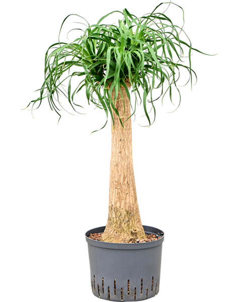 Hydroplante Beaucarnea