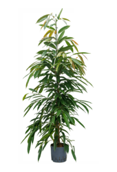 Hydroplante Ficus Binnendijkii Amstel King
