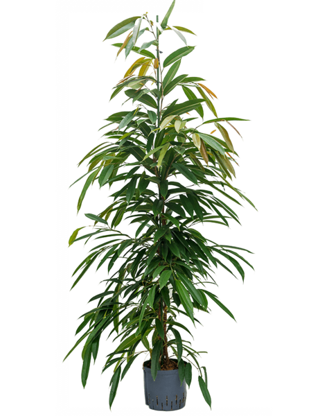 Hydroplante Ficus