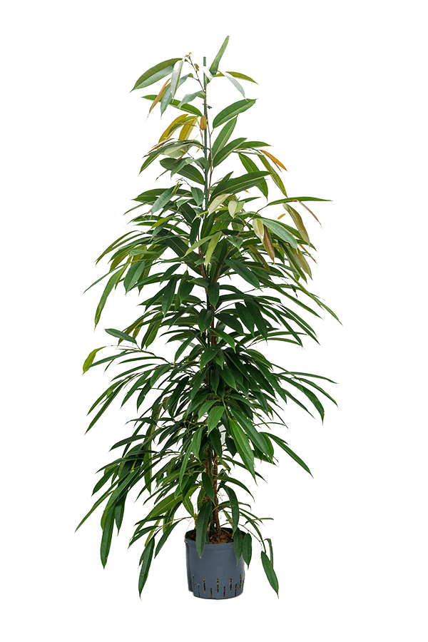 Hydroplante Ficus Binnendijkii Amstel King