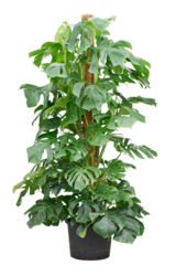 Hydroplante Monstera Deliciosa