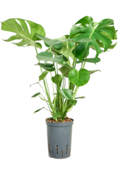 Hydroplant Monstera Deliciosa
