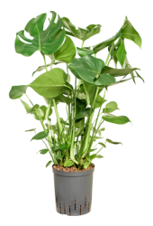 Plante hydroponique Monstera Deliciosa