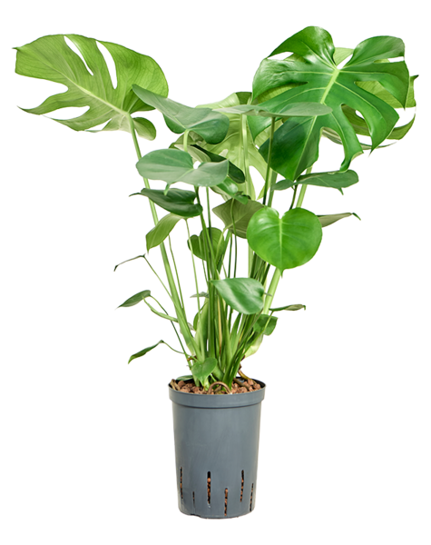 Hydroplante Monstera