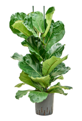 Hydroplante Ficus Lyrata