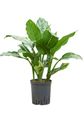 Hydroplant Aglaonema Chantal