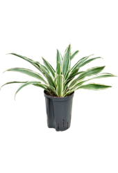 Hydroplante Dracaena Deremensis Rayure Blanche