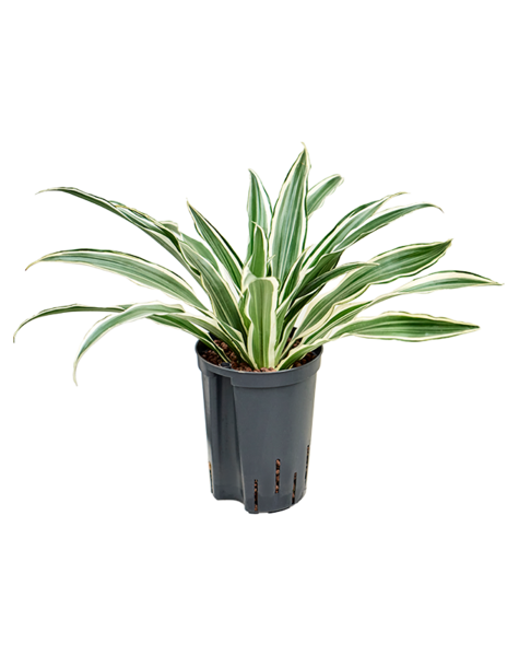 Hydroplante Dracaena