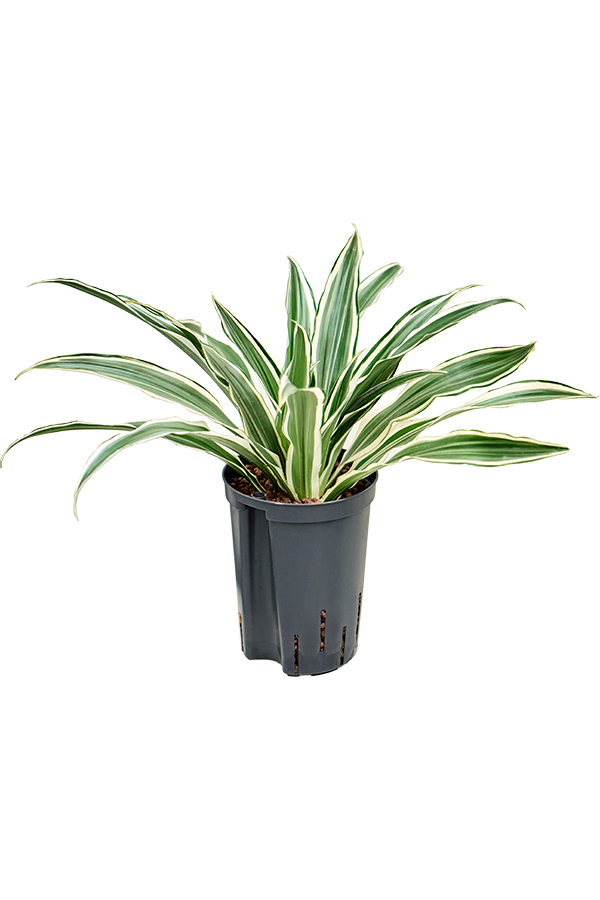 Hydroplante Dracaena Deremensis Rayure Blanche