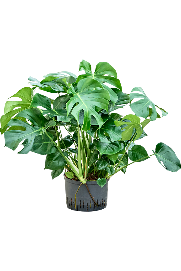 Hydroplant Monstera Deliciosa