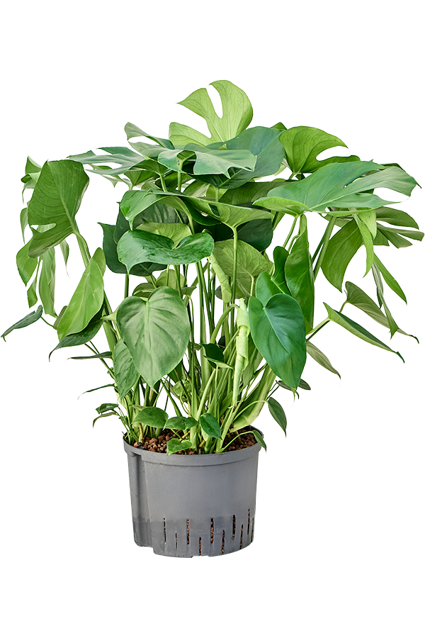 Hydroplant Monstera Deliciosa