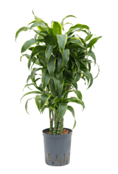 Hydroplant Dracaena Fragrans Dorado