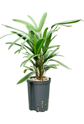 Hydroplant Rhapis Excelsa