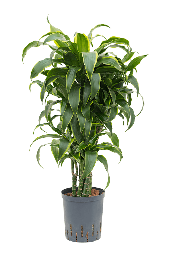 Hydroplante Dracaena Fragrans Dorado