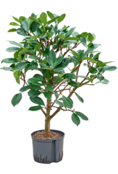 Hydroplante Ficus Cyathistipula