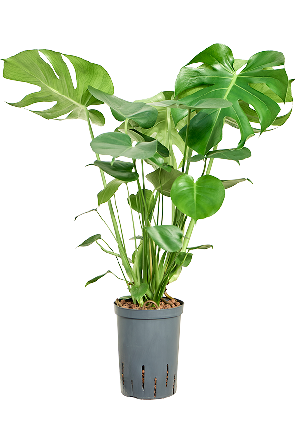 Hydroplant Monstera Deliciosa