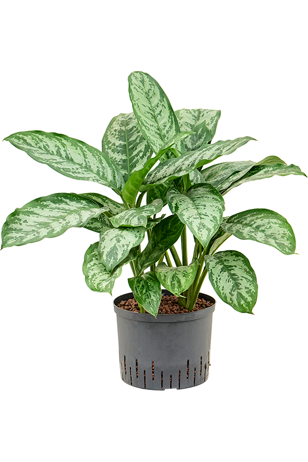 Hydroplant Aglaonema Chantal
