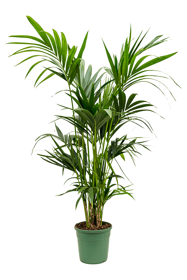 Kentia (Howea) Forsteriana