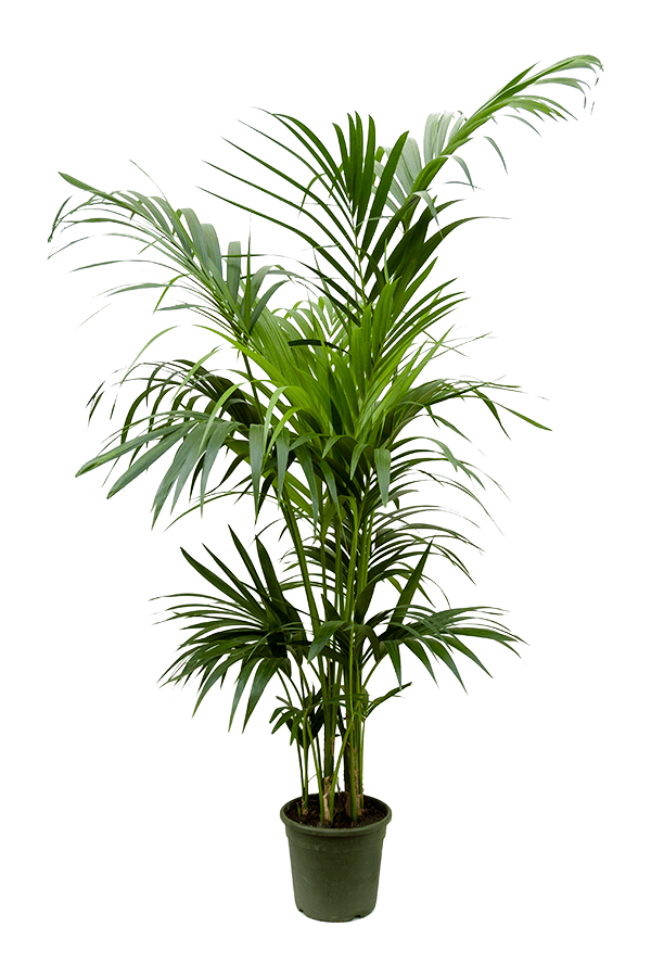Kentia (Howea) Forsteriana