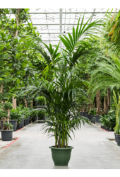 Kentia (Howea) Forsteriana