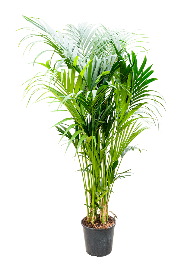 Kentia (Howea) Forsteriana