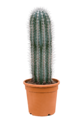 Pachycereus Pringlei