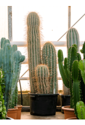 Trichocereus Pasacana