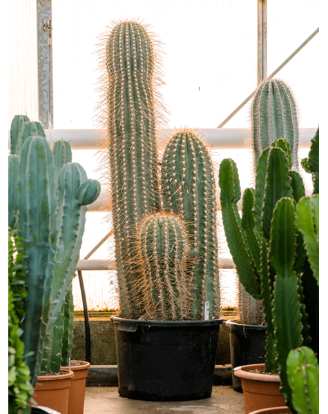Trichocereus