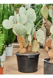 Opuntia Santarita