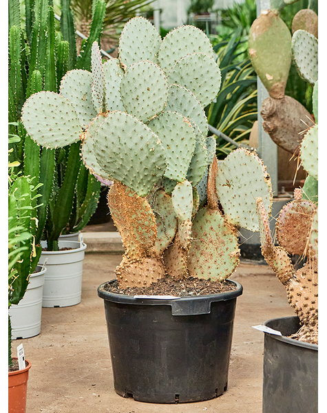 Opuntia