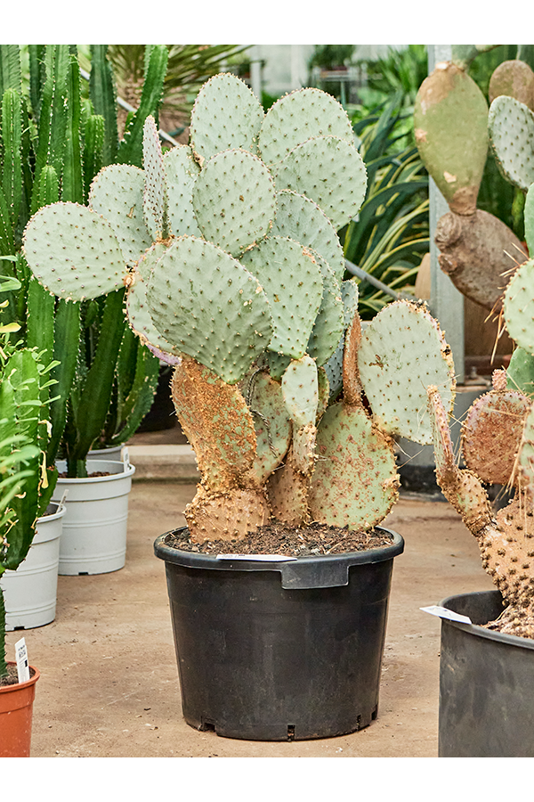 Opuntia Santarita