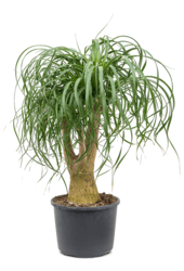 Beaucarnea Recurvata