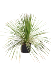 Dasylirion Miquihuanensis