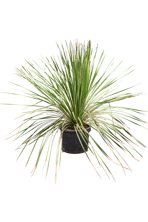 Dasylirion Miquihuanensis