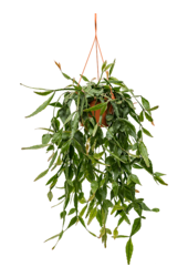 Rhipsalis Elliptica