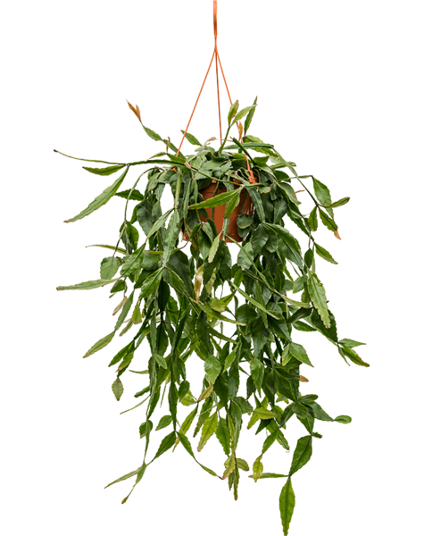 Rhipsalis