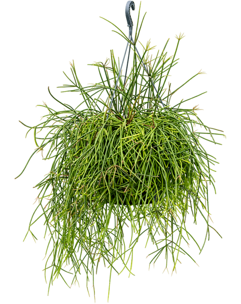 Rhipsalis