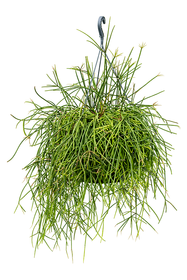 Rhipsalis Mauritiana