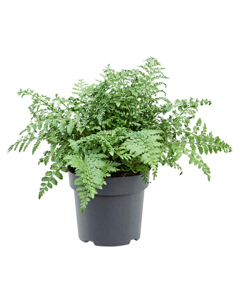 Asplenium