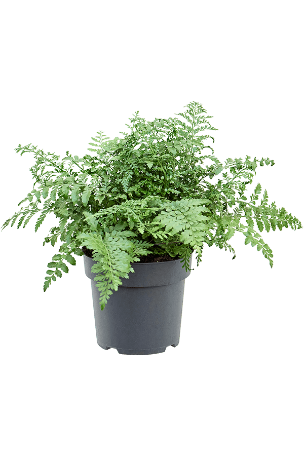 Asplenium Dimorphum Parvati
