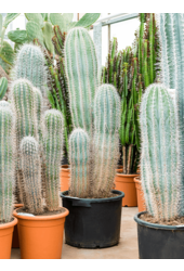Pachycereus Pringlei (120-140)