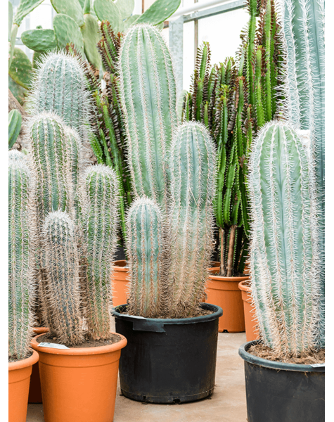 Pachycereus
