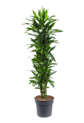 Dracaena Fragrans Janet Lind