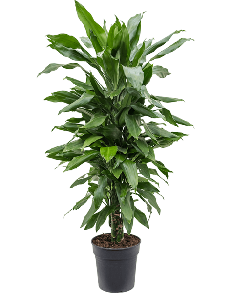 Dracaena