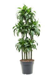 Dracaena Fragrans Dorado