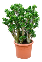 Crassula Ovata Gollum