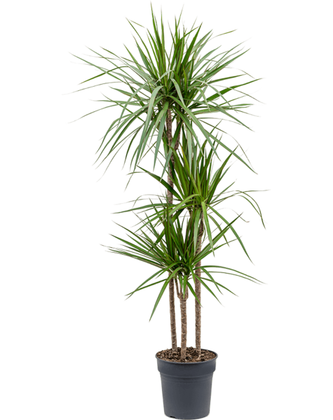 Dracaena