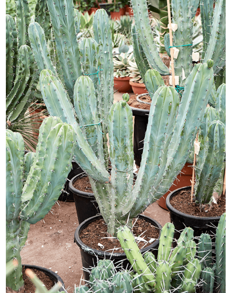 Myrtillocactus